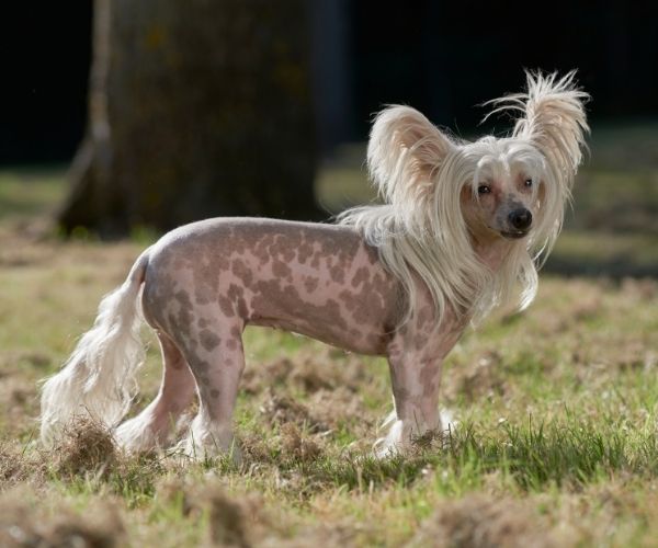 Chien Chinois à Crête