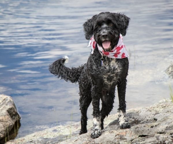 Chien d'Eau Portugais