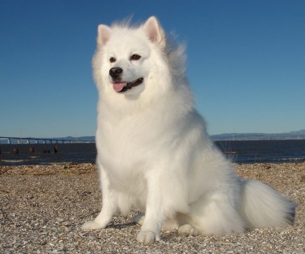 Chien Esquimau Américain