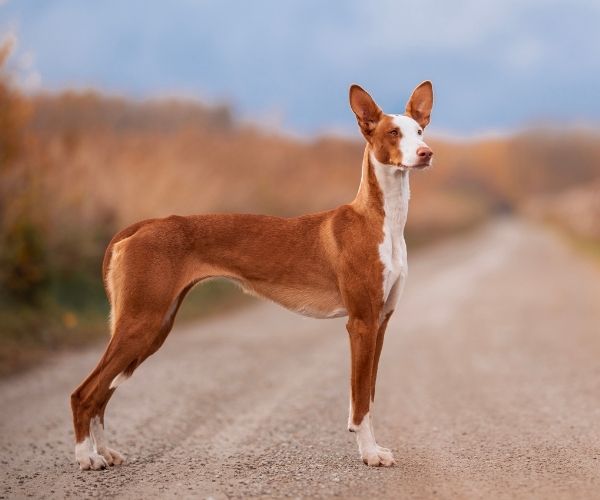 Chien Ibizan