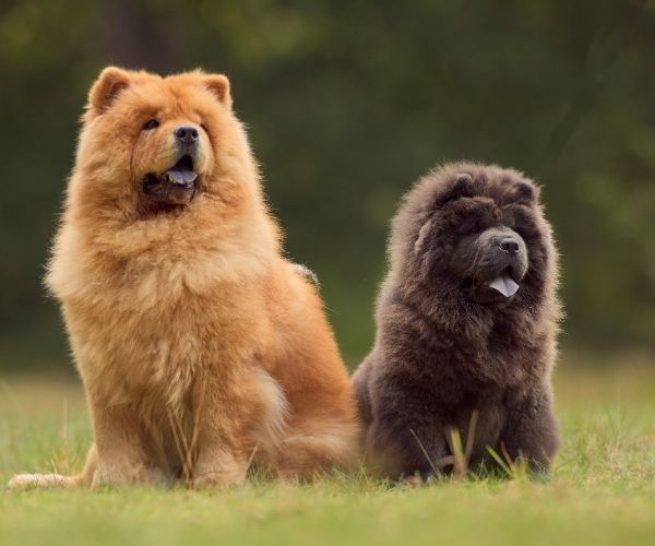 Chow chow