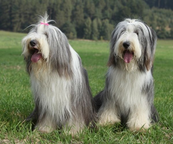 Colley Barbu