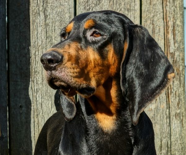 Coonhound