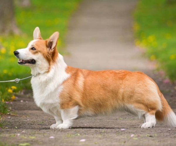 Corgi gallois pembroke