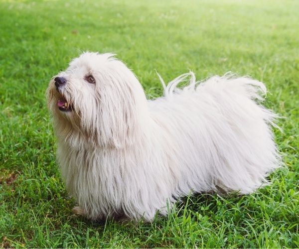 Coton de tuléar