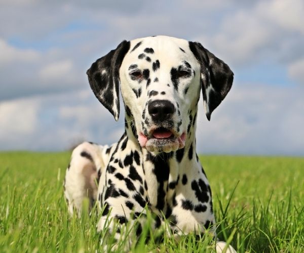 Dalmatien