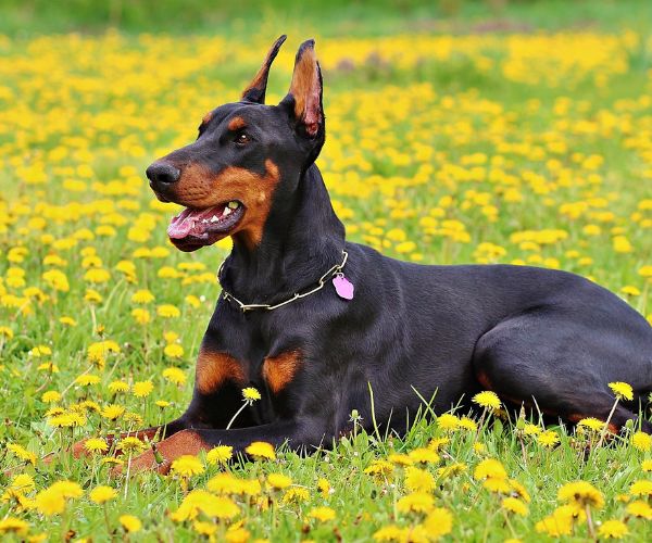 Doberman Pinscher