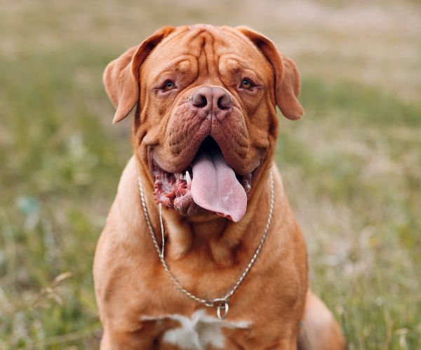 Dogue de Bordeaux
