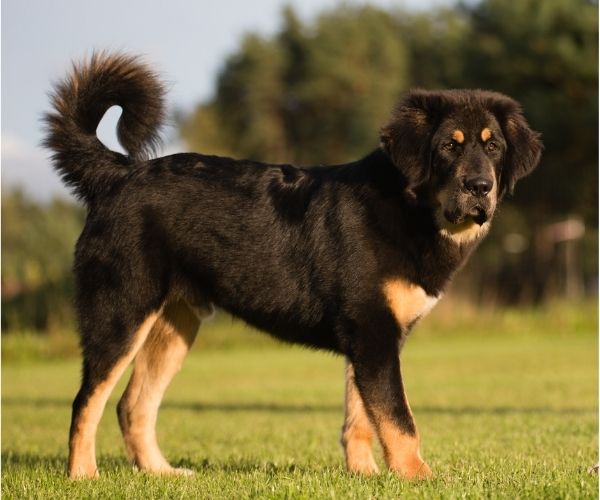 Dogue du Tibet