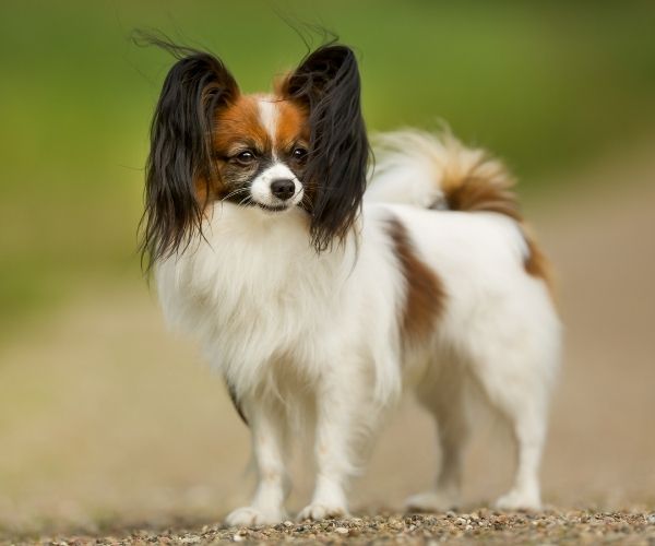 Épagneul Papillon
