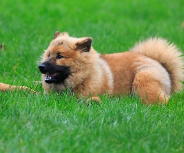 Eurasier