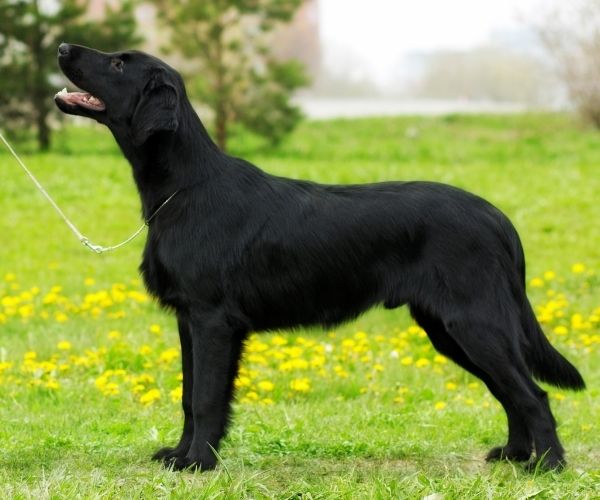Retriever à poil plat