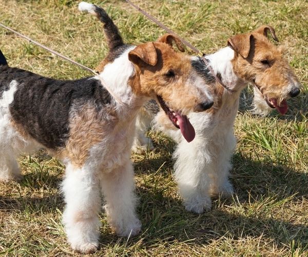 Fox Terrier