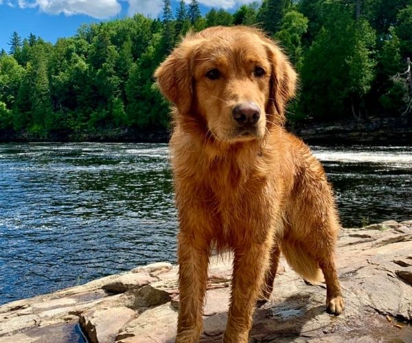 Golden retriever