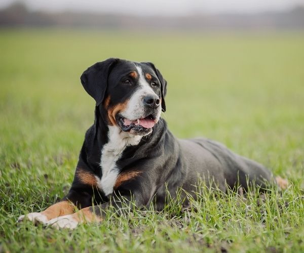 Grand Bouvier Suisse