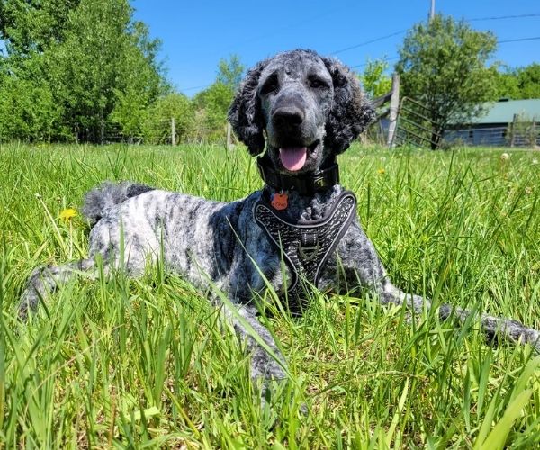 Caniche standard