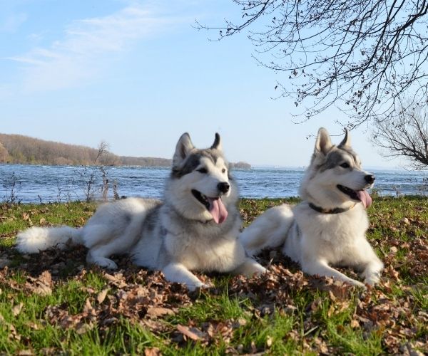 Husky Sibérien