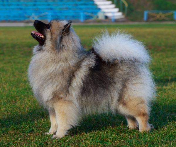 Keeshond