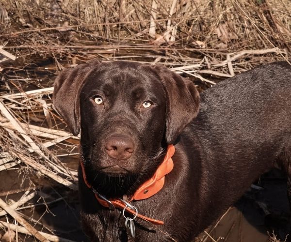 Retriever du Labrador