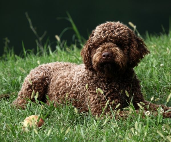 Lagotto Romagnolo