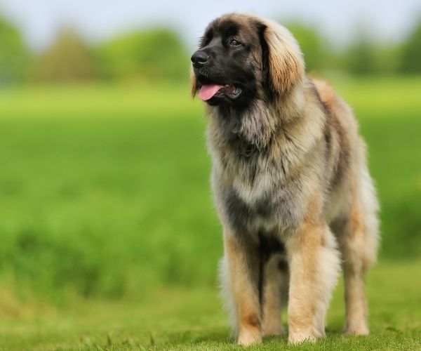 Leonberger