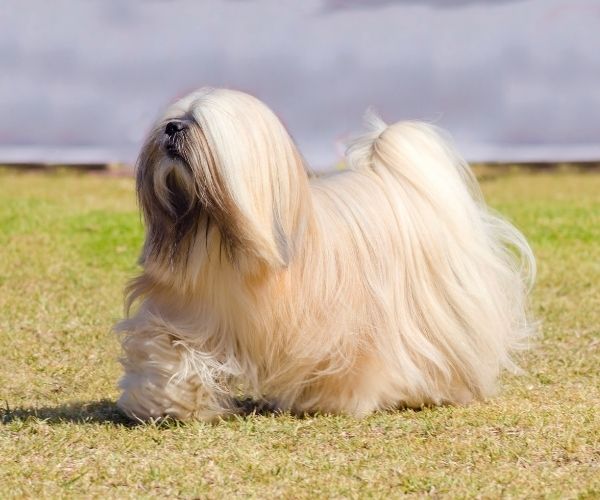 Lhasa Apso