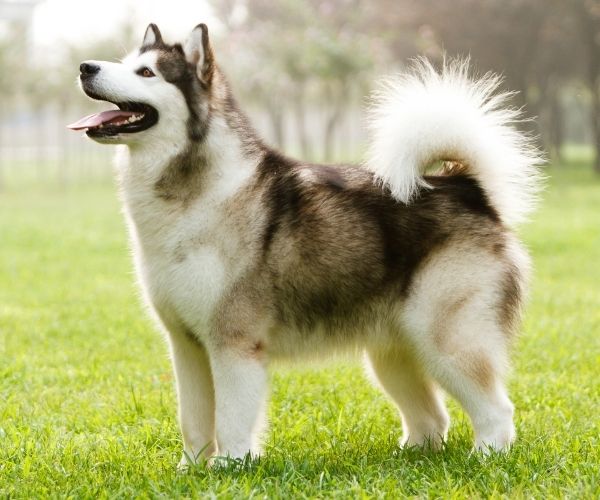 Malamute