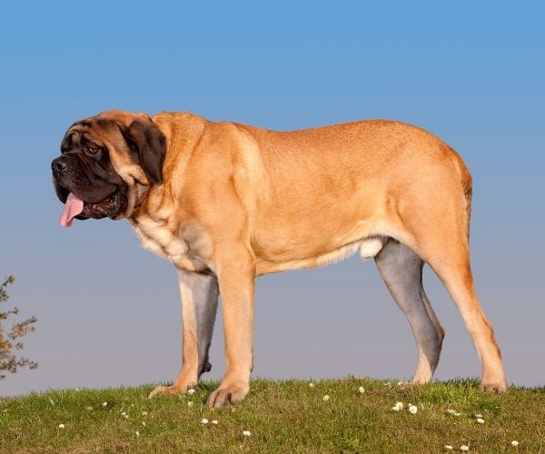 Mastiff anglais