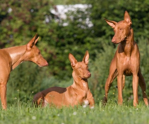 Pharaoh Hound