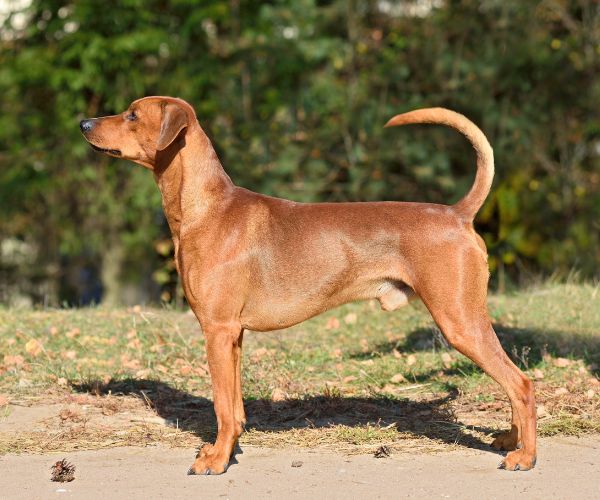Pinscher allemand