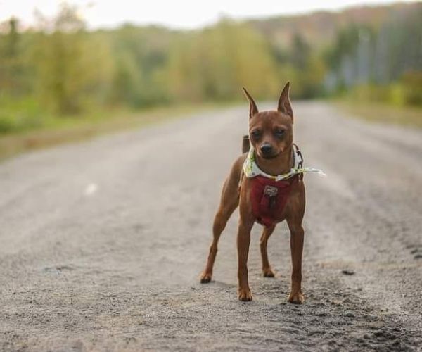 Pinscher nain