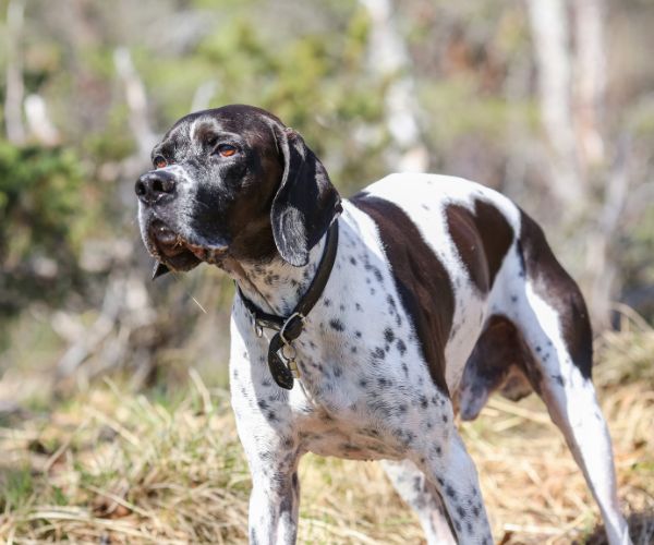 Pointer Anglais