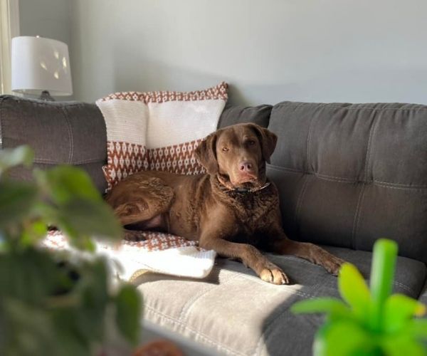 Retriever Baie Chesapeake