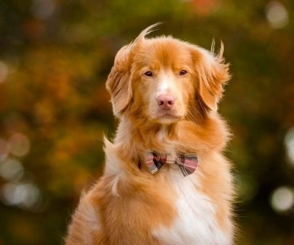 Retriever de la Nouvelle-Écosse