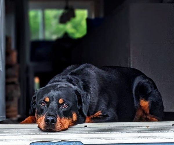 Rottweiler
