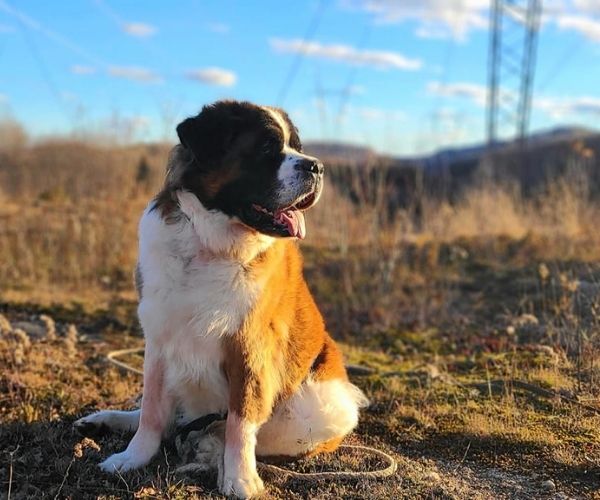 Saint-Bernard