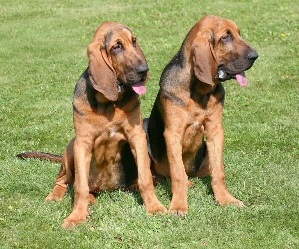 Chien de Saint-Hubert