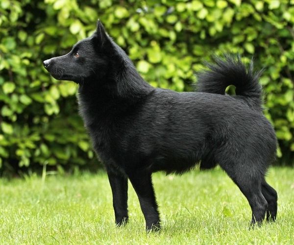schipperke