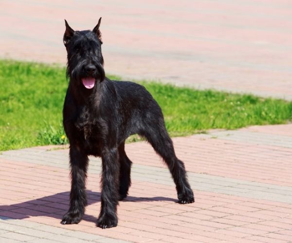 Schnauzer géant
