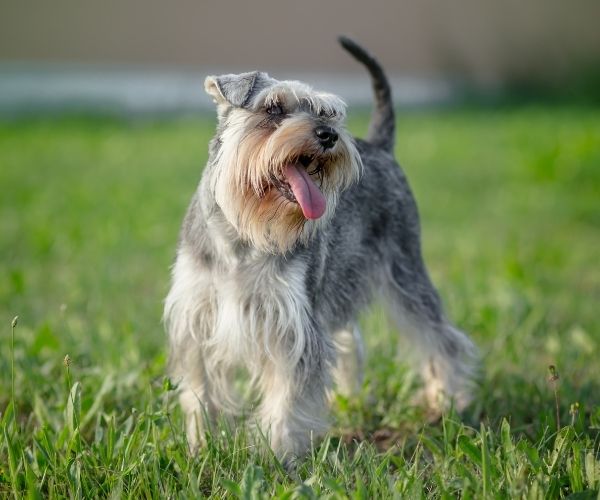 Schnauzer nain