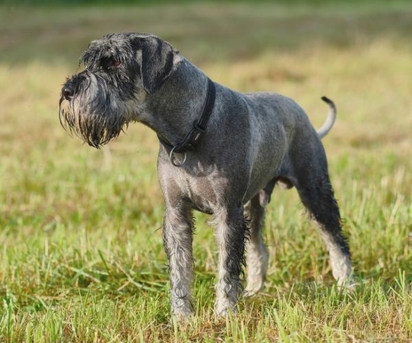 Schnauzer standard