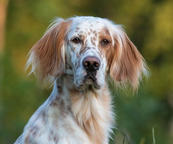 Setter Anglais