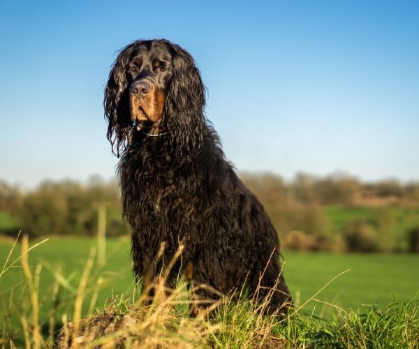 Setter gordon