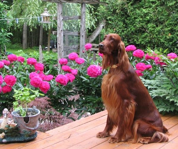 Setter Irlandais
