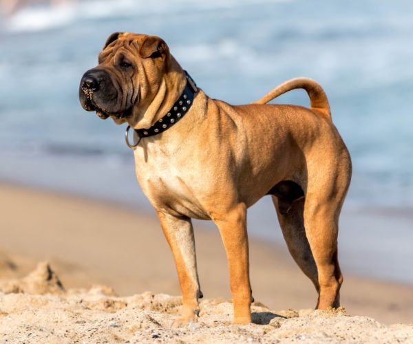 Shar-pei