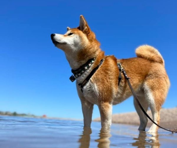 Shiba-inu