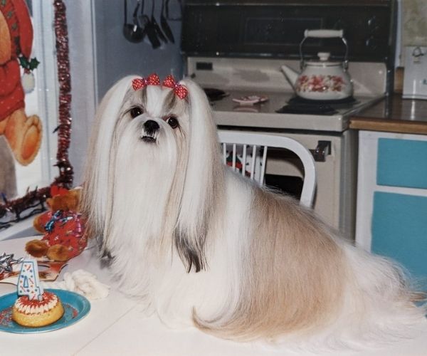 Shih Tzu