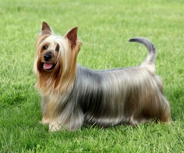 Terrier à poil soyeux