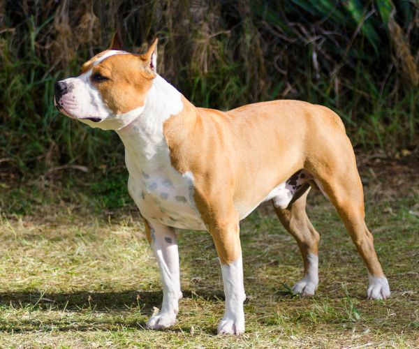 Terrier Américain du Staffordshire