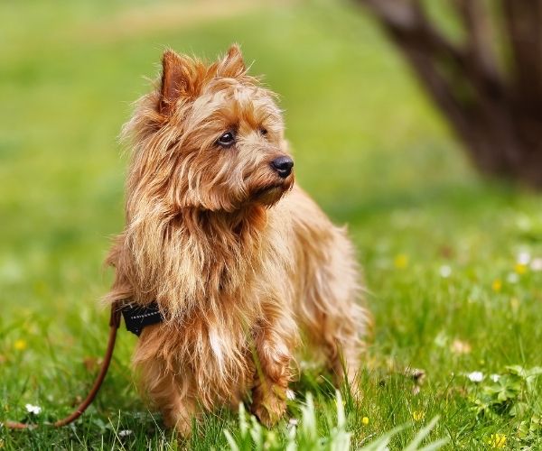 Terrier Australien